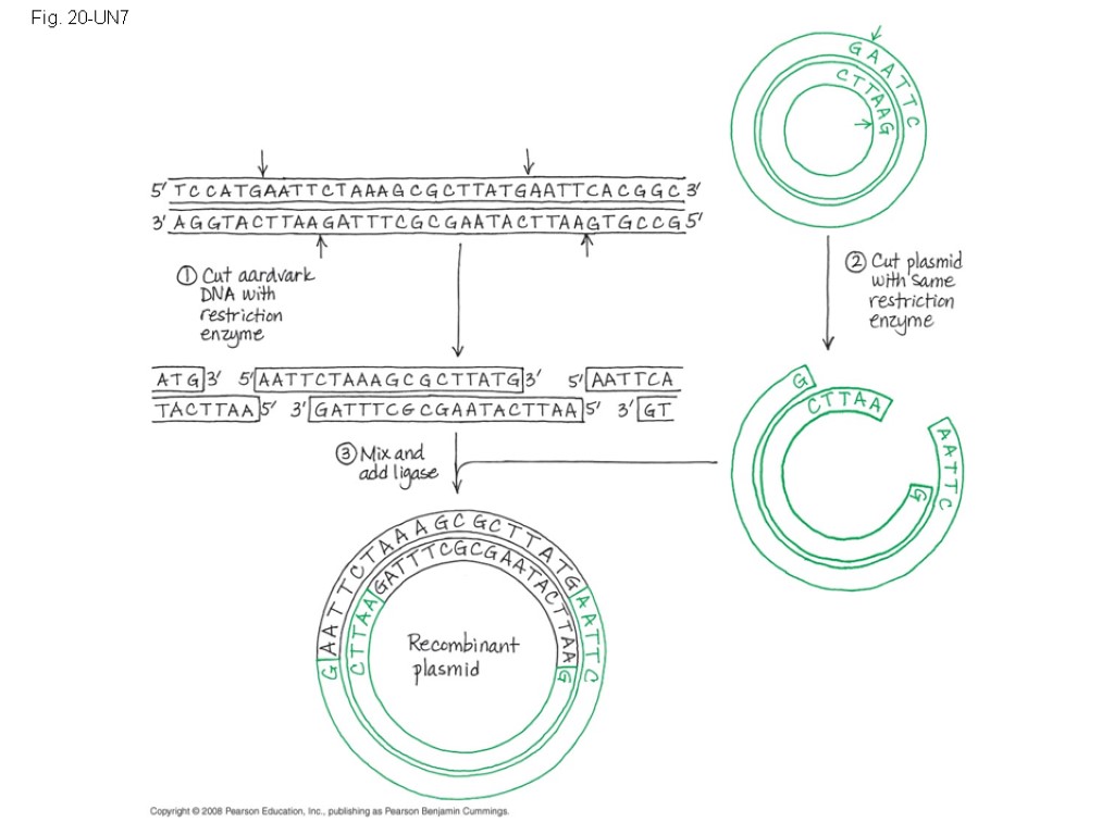 Fig. 20-UN7